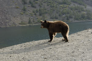 yosemite<br>NIKON D200, 75 mm, 100 ISO,  1/60 sec,  f : 8 